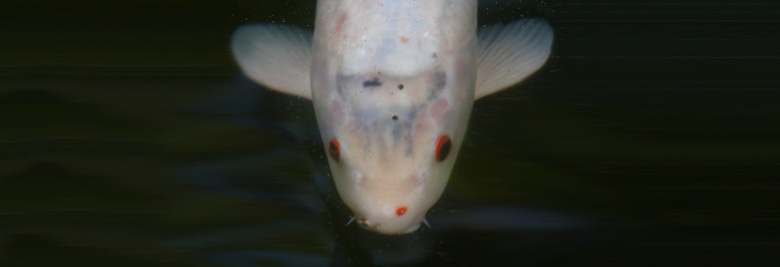 big fish is watching me